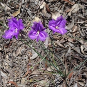 Thysanotus tuberosus subsp. tuberosus at Canberra Central, ACT - 28 Oct 2015 10:14 AM