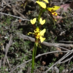 Diuris sulphurea (Tiger Orchid) at Canberra Central, ACT - 28 Oct 2015 by galah681