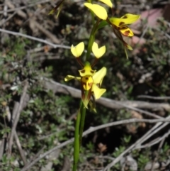 Diuris sulphurea (Tiger Orchid) at Black Mountain - 27 Oct 2015 by galah681