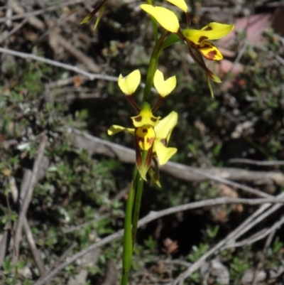 Diuris sulphurea (Tiger Orchid) at Canberra Central, ACT - 27 Oct 2015 by galah681