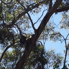 Phascolarctos cinereus (Koala) at Cleland, SA - 7 Nov 2015 by MLow