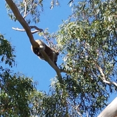 Phascolarctos cinereus (Koala) at Cleland, SA - 7 Nov 2015 by MLow