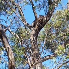Phascolarctos cinereus (Koala) at Cleland, SA - 7 Nov 2015 by MLow