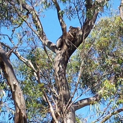 Phascolarctos cinereus (Koala) at Cleland, SA - 8 Nov 2015 by MLow