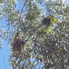 Phascolarctos cinereus (Koala) at Cleland, SA - 7 Nov 2015 by MLow