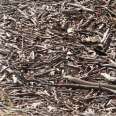 Pseudonaja textilis at Nicholls, ACT - 8 Nov 2015 03:25 PM