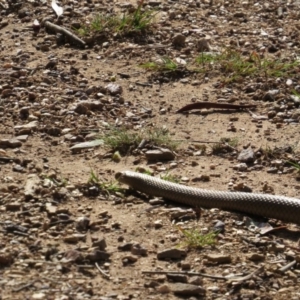 Pseudonaja textilis at Nicholls, ACT - 8 Nov 2015 03:25 PM