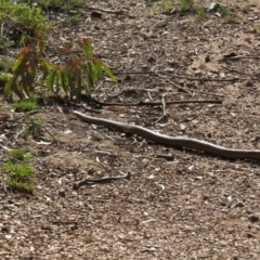 Pseudonaja textilis at Nicholls, ACT - 8 Nov 2015 03:25 PM