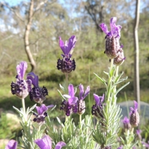 Lavandula stoechas at Theodore, ACT - 7 Nov 2015 05:33 PM