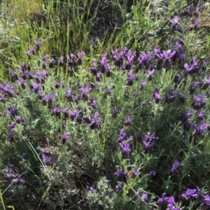 Lavandula stoechas at Theodore, ACT - 7 Nov 2015