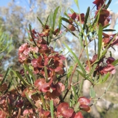 Dodonaea viscosa (Hop Bush) at Tuggeranong Hill - 7 Nov 2015 by michaelb