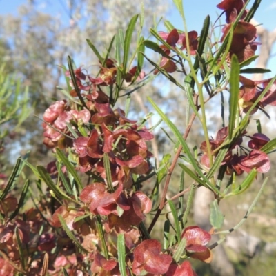 Dodonaea viscosa (Hop Bush) at Tuggeranong Hill - 7 Nov 2015 by michaelb