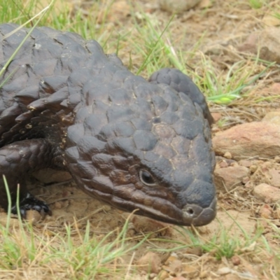 Tiliqua rugosa (Shingleback Lizard) at Crace, ACT - 10 Oct 2015 by gavinlongmuir
