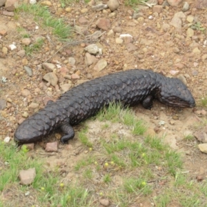 Tiliqua rugosa at Crace, ACT - 10 Oct 2015 01:27 PM