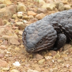 Tiliqua rugosa at Crace, ACT - 10 Oct 2015