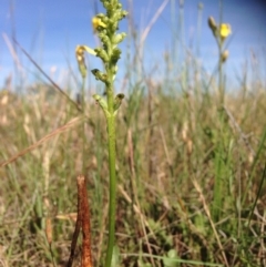 Microtis sp. (Onion Orchid) at Mulanggari Grasslands - 8 Nov 2015 by RichardMilner