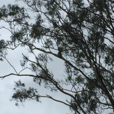 Phascolarctos cinereus (Koala) at Tucki Tucki, NSW - 8 Nov 2015 by eberger