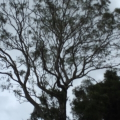 Phascolarctos cinereus (Koala) at Tucki Tucki, NSW - 8 Nov 2015 by eberger