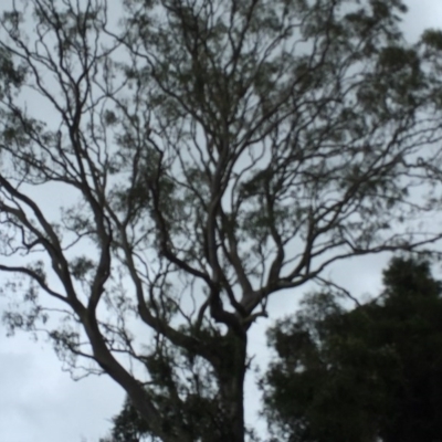 Phascolarctos cinereus (Koala) at Tucki Tucki, NSW - 8 Nov 2015 by eberger