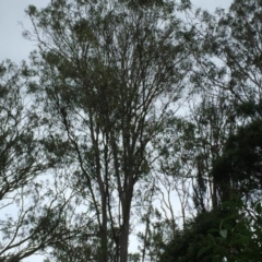 Phascolarctos cinereus (Koala) at Ruthven, NSW - 8 Nov 2015 by eberger