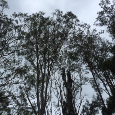 Phascolarctos cinereus (Koala) at Ruthven, NSW - 8 Nov 2015 by eberger