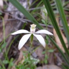 Caladenia moschata (Musky Caps) at Canberra Central, ACT - 30 Oct 2015 by EmmaCook