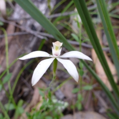 Caladenia moschata (Musky Caps) at Point 5598 - 30 Oct 2015 by EmmaCook