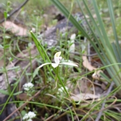 Caladenia moschata at Point 5598 - suppressed