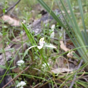 Caladenia moschata at Point 5598 - suppressed