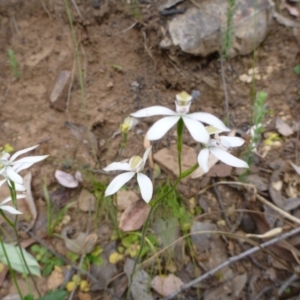 Caladenia moschata at Point 5598 - suppressed