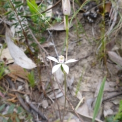 Caladenia moschata at Point 5598 - suppressed