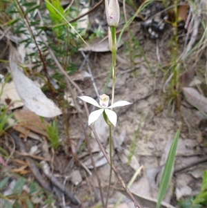 Caladenia moschata at Point 5598 - suppressed