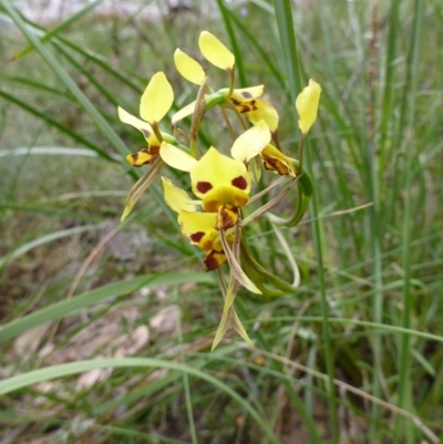 Diuris sulphurea (Tiger Orchid) at Point 5598 - 30 Oct 2015 by EmmaCook