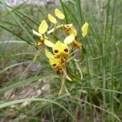 Diuris sulphurea (Tiger Orchid) at Canberra Central, ACT - 30 Oct 2015 by EmmaCook