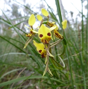 Diuris sulphurea at Undefined Area - suppressed