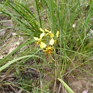 Diuris sulphurea at Undefined Area - suppressed