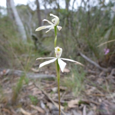 Caladenia moschata (Musky Caps) at Point 4157 - 4 Nov 2015 by EmmaCook