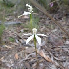 Caladenia moschata at Point 4157 - suppressed