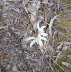 Caladenia moschata at Point 4157 - suppressed