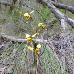 Diuris sulphurea (Tiger Orchid) at Belconnen, ACT - 4 Nov 2015 by EmmaCook