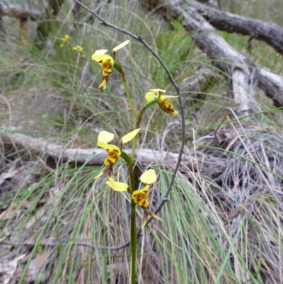 Diuris sulphurea (Tiger Orchid) at Belconnen, ACT - 4 Nov 2015 by EmmaCook