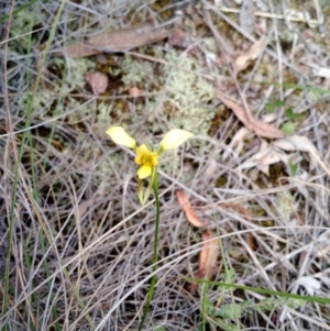 Diuris sulphurea at Point 4157 - suppressed