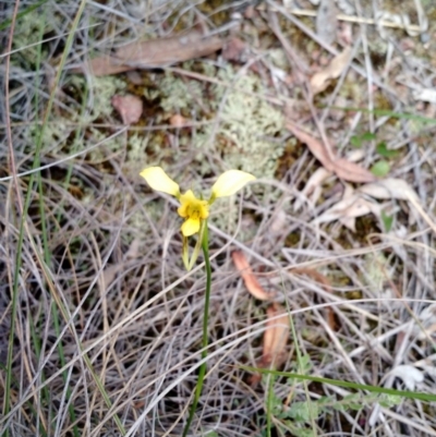 Diuris sulphurea (Tiger Orchid) at Belconnen, ACT - 4 Nov 2015 by EmmaCook