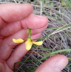 Diuris sulphurea at Point 4157 - suppressed