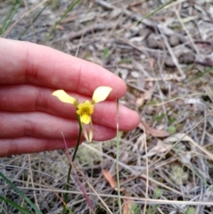 Diuris sulphurea at Point 4157 - suppressed