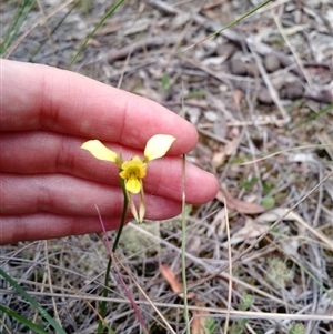 Diuris sulphurea at Point 4157 - suppressed