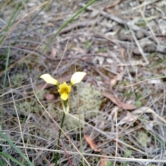 Diuris sulphurea at Point 4157 - suppressed