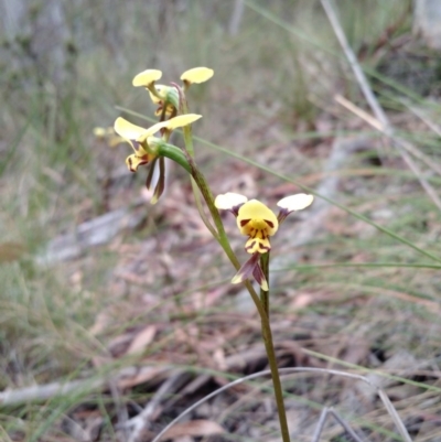 Diuris sulphurea (Tiger Orchid) at Point 4157 - 4 Nov 2015 by EmmaCook