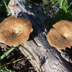 Lentinus arcularius (Fringed Polypore) at Coree, ACT - 8 Nov 2015 by KenT
