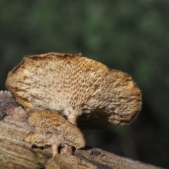 Lentinus arcularius at Coree, ACT - 8 Nov 2015